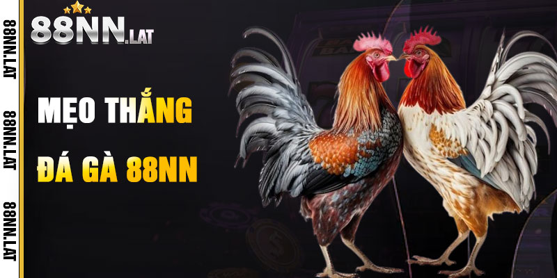 Đá Gà 88NN – Đấu Trường Cựa Sắt Rực Cháy Đam Mê - Jizako